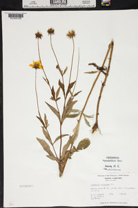 Coreopsis pubescens image