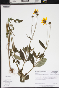 Coreopsis pubescens image