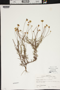 Dyssodia papposa image