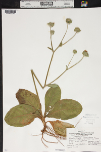 Elephantopus tomentosus image