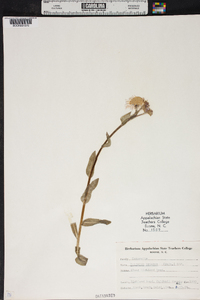 Erigeron ramosus image