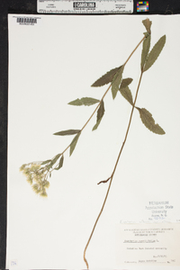 Eupatorium sessilifolium image