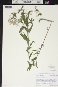 Eupatorium glaucescens image