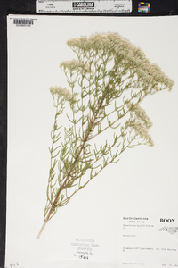 Eupatorium hyssopifolium image