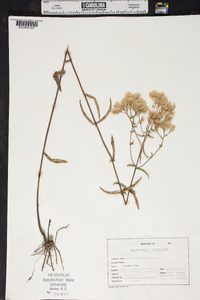 Eupatorium leucolepis image