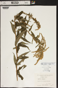 Solidago canadensis var. hargeri image