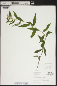 Solidago caesia var. caesia image