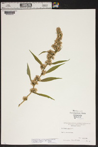 Solidago caesia var. caesia image