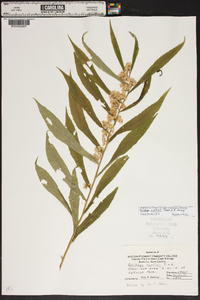 Solidago curtisii image