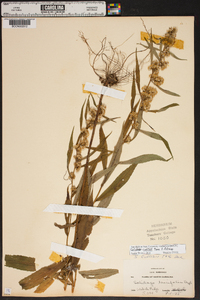 Solidago curtisii image