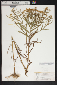 Euthamia graminifolia var. nuttallii image