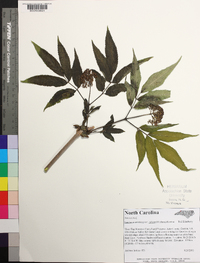 Sambucus racemosa subsp. racemosa image