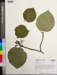 Viburnum lantanoides image