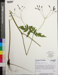 Osmorhiza claytonii image