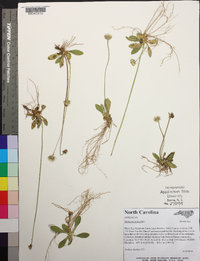 Hieracium pilosella image