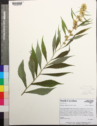 Solidago curtisii image