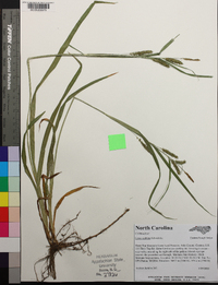 Carex scabrata image