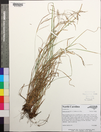 Carex aestivalis image