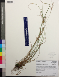 Carex aestivalis image