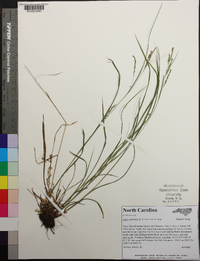 Carex aestivalis image