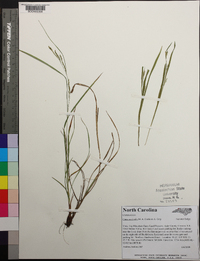 Carex aestivalis image