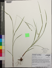 Carex aestivalis image