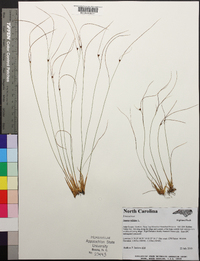 Juncus trifidus image