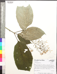 Collinsonia canadensis image