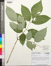 Fraxinus americana var. americana image