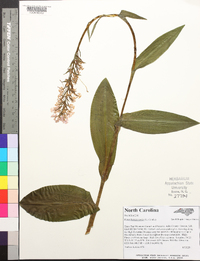 Platanthera psycodes image