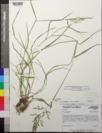 Poa trivialis subsp. trivialis image