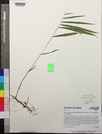 Muhlenbergia tenuiflora image