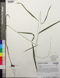 Muhlenbergia tenuiflora image