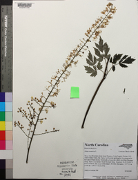 Actaea racemosa image