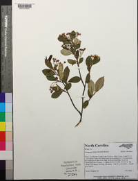 Aronia × prunifolia image