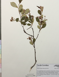 Aronia × prunifolia image