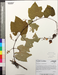 Vitis aestivalis var. aestivalis image