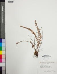 Astrolepis sinuata subsp. sinuata image