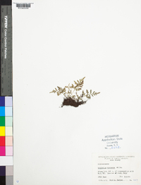 Asplenium montanum image