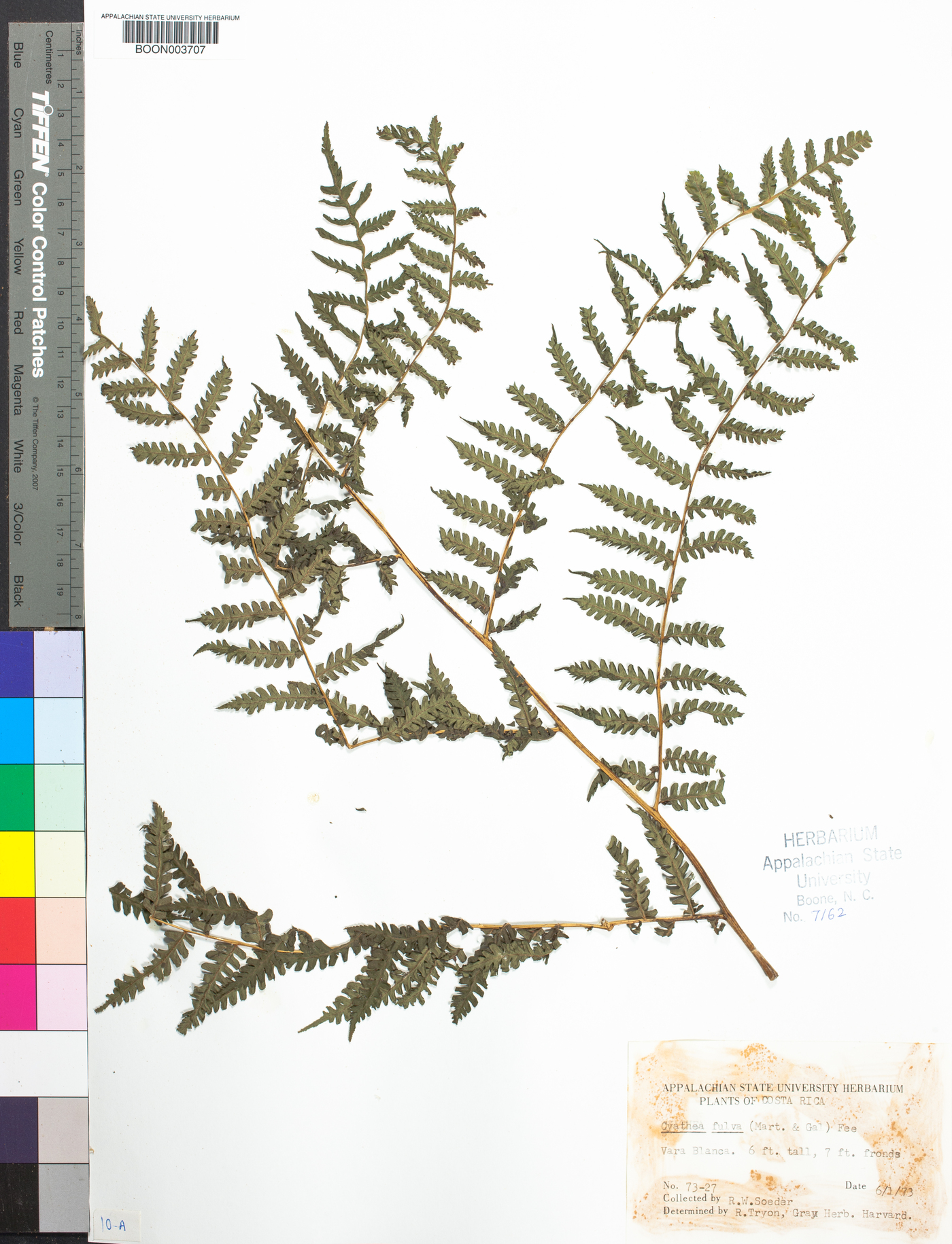 Cyathea fulva image