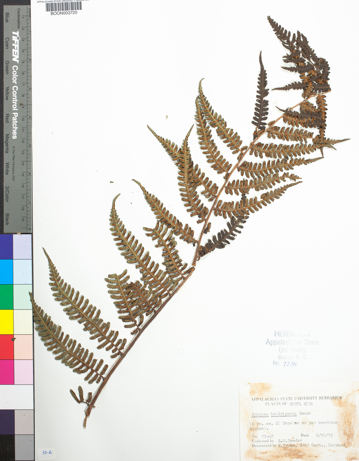 Cyathea holdrigeana image