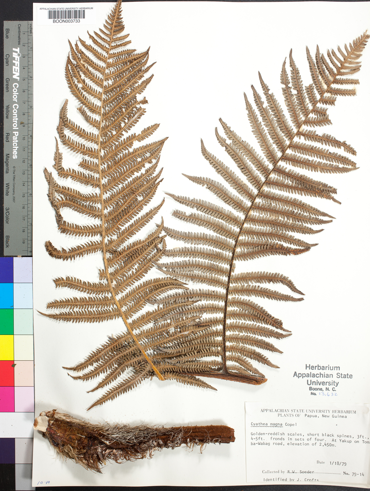 Cyathea magna image