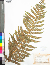 Cyathea caracasana var. maxonii image