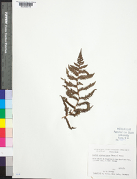 Cyathea suprastrigosa image