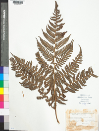 Cyathea suprastrigosa image