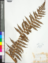 Cyathea suprastrigosa image