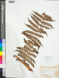 Cyathea suprastrigosa image