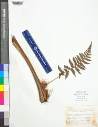 Cyathea suprastrigosa image