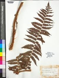 Cyathea suprastrigosa image