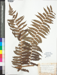 Cyathea suprastrigosa image